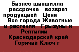 Бизнес шиншилла, рассрочка - возврат продукцией › Цена ­ 4 500 - Все города Животные и растения » Грызуны и Рептилии   . Краснодарский край,Горячий Ключ г.